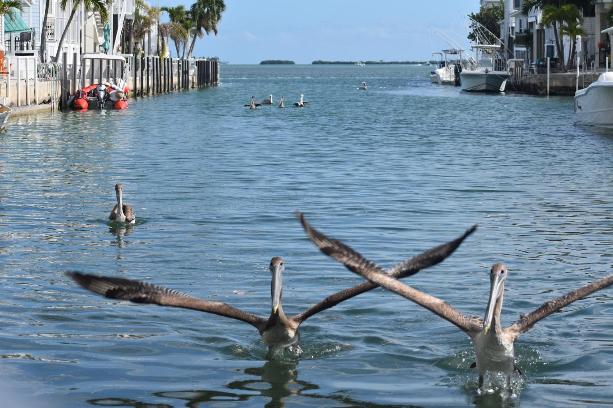 Pelican'S Roost, Waterfront Comfort At Venture Out Cudjoe Key Экстерьер фото