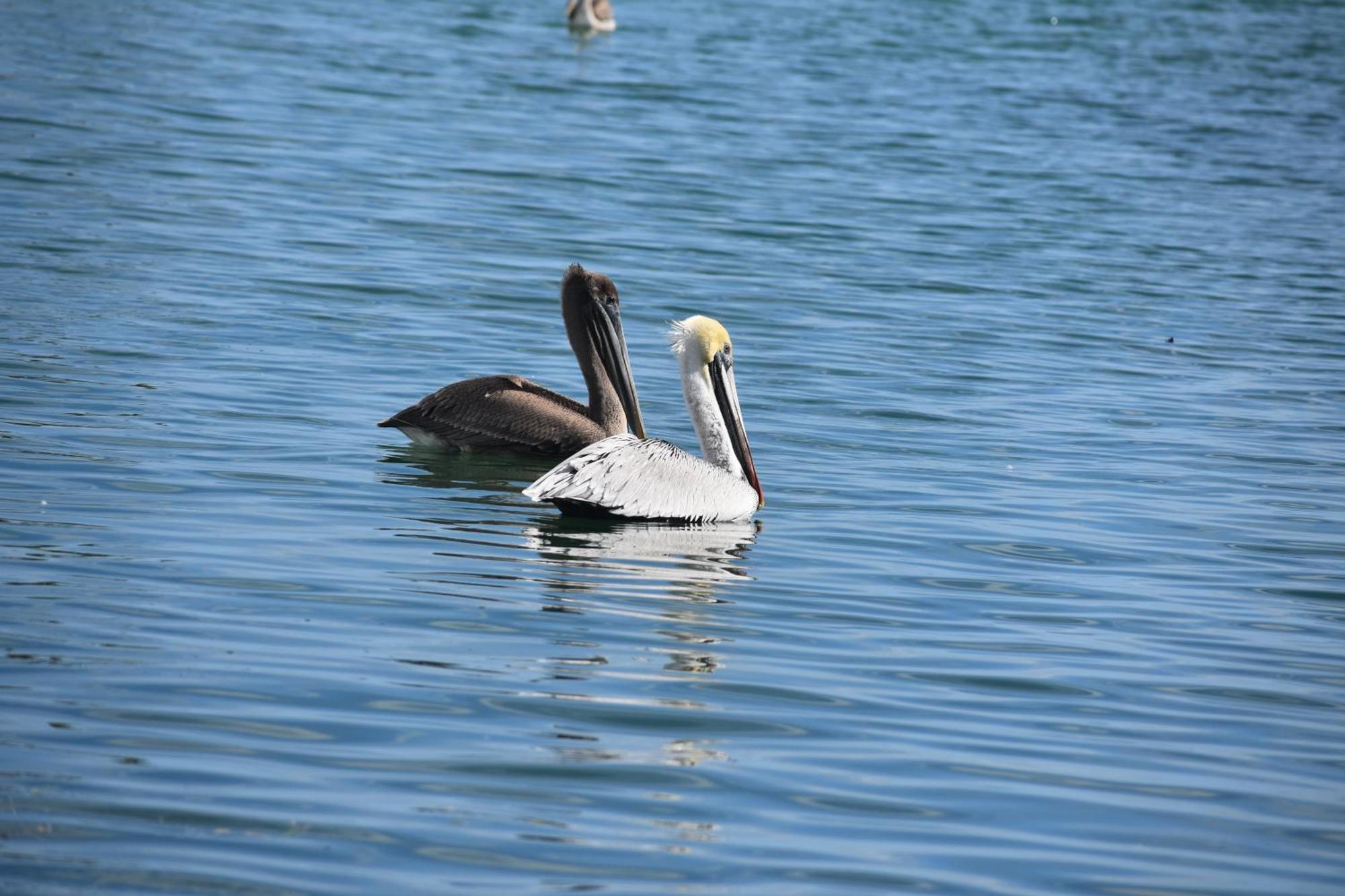 Pelican'S Roost, Waterfront Comfort At Venture Out Cudjoe Key Экстерьер фото